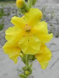 Image result for Verbascum phlomoides