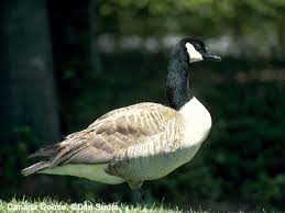 Attēlu rezultāti vaicājumam “Anseriformes”