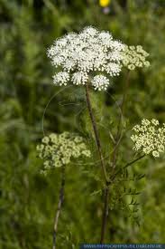 Attēlu rezultāti vaicājumam “Cnidium dubium”