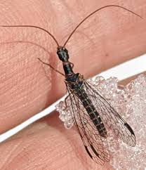 Attēlu rezultāti vaicājumam “Raphidioptera imago”