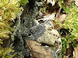 Attēlu rezultāti vaicājumam “Diderma rufostriatum”