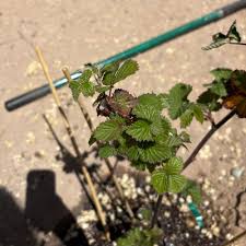 Attēlu rezultāti vaicājumam “Rubus nessensis”