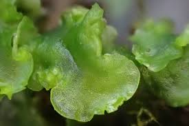 Attēlu rezultāti vaicājumam “Aneura pinguis”