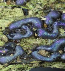 Attēlu rezultāti vaicājumam “Colloderma oculatum spores”