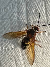 Image result for East Kilbride Wasps