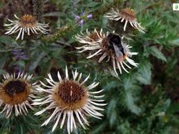 Attēlu rezultāti vaicājumam “Carlina vulgaris flower”