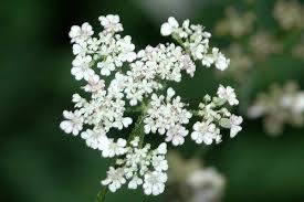 Attēlu rezultāti vaicājumam “Torilis japonica”