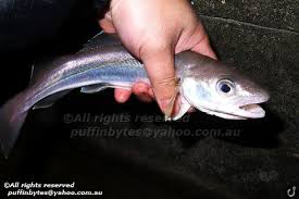 Image result for Merlangius merlangus