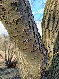 Attēlu rezultāti vaicājumam “Salix caprea”