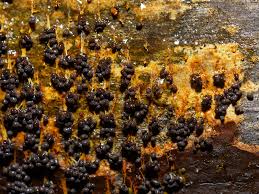 Attēlu rezultāti vaicājumam “Badhamia flavoglauca spores”