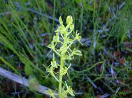 Attēlu rezultāti vaicājumam “Liparis loeselii flower”