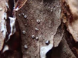 Attēlu rezultāti vaicājumam “Stictis”