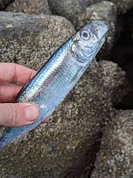 Image result for Clupea pallasii