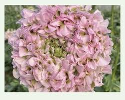 Image result for DIAMOND 貝谷