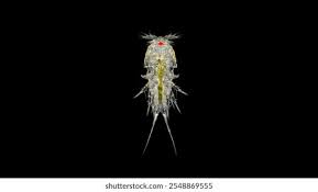 Attēlu rezultāti vaicājumam “Copepoda”