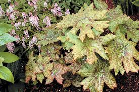 Attēlu rezultāti vaicājumam “Podophyllum hexandrum flower”