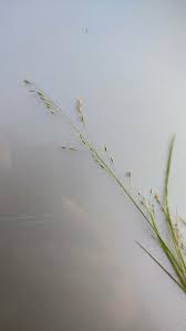 Attēlu rezultāti vaicājumam “Poa nemoralis fruit”