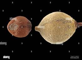 Attēlu rezultāti vaicājumam “Listera cordata fruit”