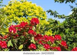 Attēlu rezultāti vaicājumam “Ericaceae”