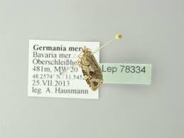 Attēlu rezultāti vaicājumam “Dichelia histrionana”