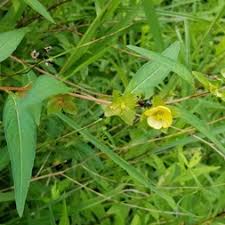 Attēlu rezultāti vaicājumam “Onagraceae”