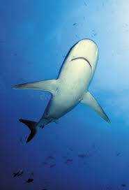 Image result for Carcharhinus albimarginatus