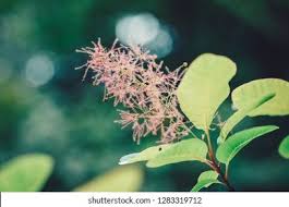 Attēlu rezultāti vaicājumam “Cotinus coggygria flower”