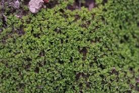 Attēlu rezultāti vaicājumam “Tortula lingulata macro”