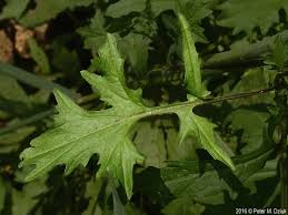 Attēlu rezultāti vaicājumam “Sisymbrium volgense leaf”