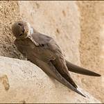 Image result for Ptyonoprogne rupestris