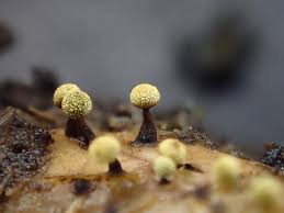 Attēlu rezultāti vaicājumam “Physarum oblatum macro”