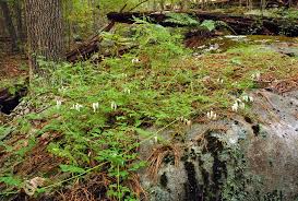 Image result for Adlumia cirrhosa