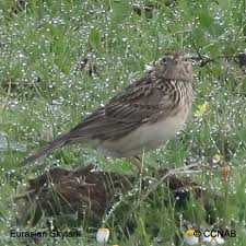 Image result for Alauda arvensis