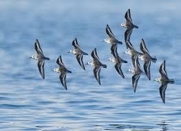 Image result for England Staffordshire Birding Club