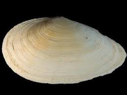 Attēlu rezultāti vaicājumam “Mya arenaria”