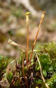 Attēlu rezultāti vaicājumam “Campylophyllum calcareum”