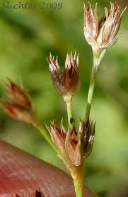 Attēlu rezultāti vaicājumam “Juncus bulbosus flower”