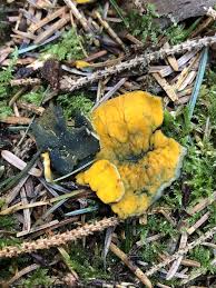 Attēlu rezultāti vaicājumam “Caloscypha fulgens”