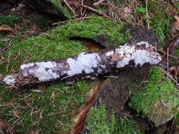 Attēlu rezultāti vaicājumam “Cribraria atrofusca”