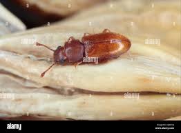 Attēlu rezultāti vaicājumam “Silvanidae”