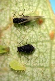 Attēlu rezultāti vaicājumam “Chaitophorus populeti”