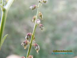 Attēlu rezultāti vaicājumam “Melilotus wolgicus”