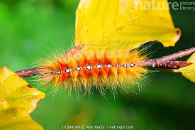 Attēlu rezultāti vaicājumam “Acronicta aceris larva”
