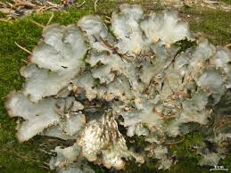 Attēlu rezultāti vaicājumam “Peltigera polydactylon”