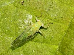 Attēlu rezultāti vaicājumam “Psylla alni nymph”