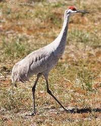 Image result for Grus canadensis