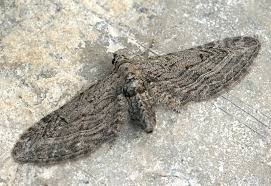 Attēlu rezultāti vaicājumam “Eupithecia icterata female”