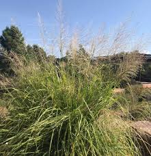 Attēlu rezultāti vaicājumam “Saelania glaucescens sporophyte”