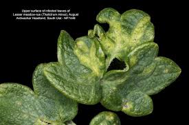 Attēlu rezultāti vaicājumam “Tranzschelia anemones”