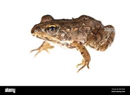 Attēlu rezultāti vaicājumam “Pelophylax adult”
